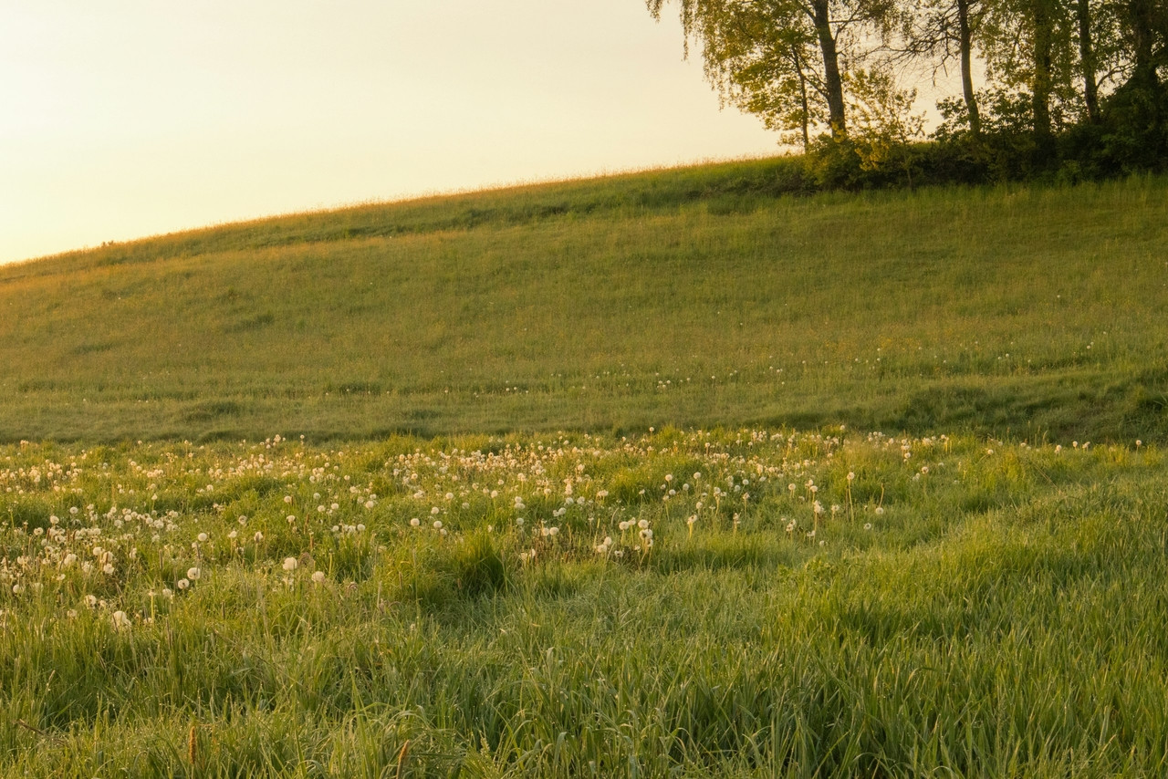 a lone horse standing in a field of grass, Standard