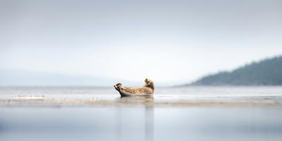 A seal rests on a shallow sandbar in calm water, Standard