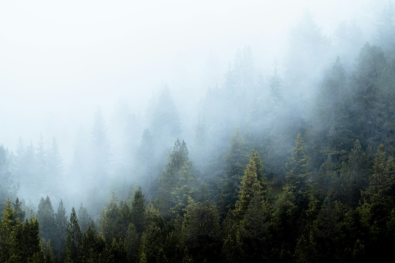 Foggy trees covered in a misty haze, Ultra