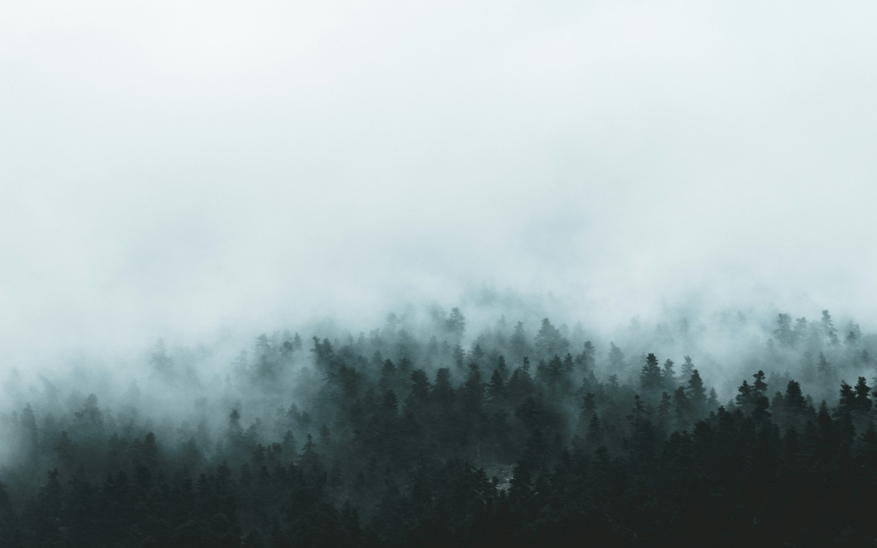 green trees covered by fog, Ultra
