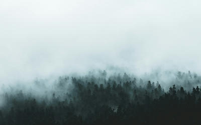 green trees covered by fog, Standard