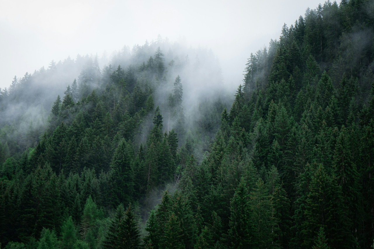 green trees covered by fog, Ultra