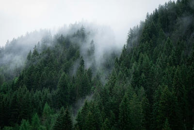 green trees covered by fog, Ultra