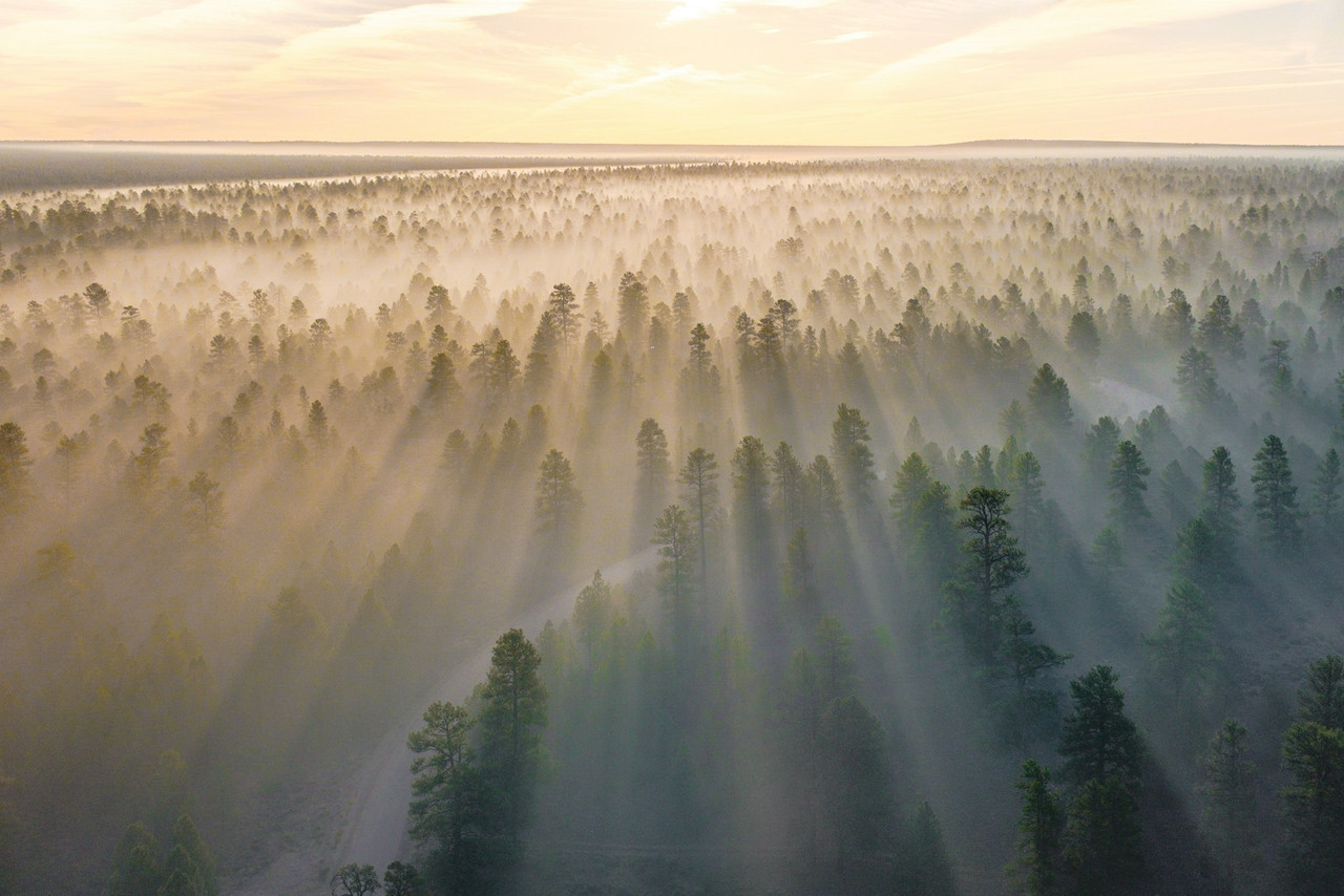 mountain with trees covered with fogs at daytime, Ultra