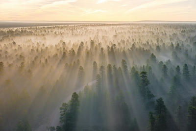 mountain with trees covered with fogs at daytime, Standard