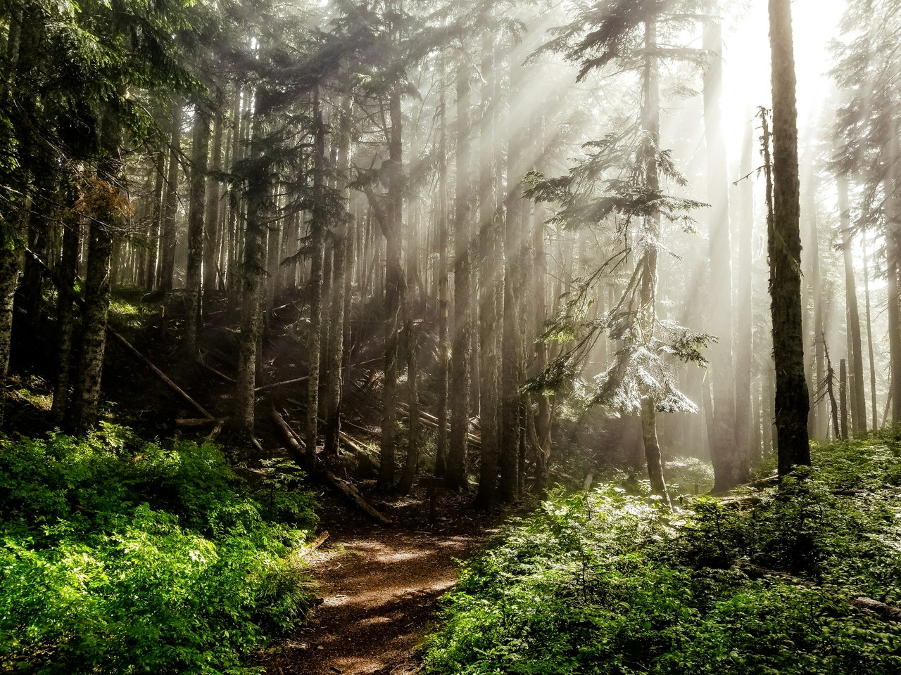 sun rays in forest, Standard