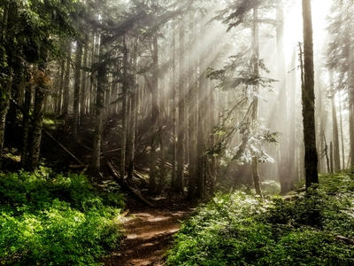 sun rays in forest, Standard