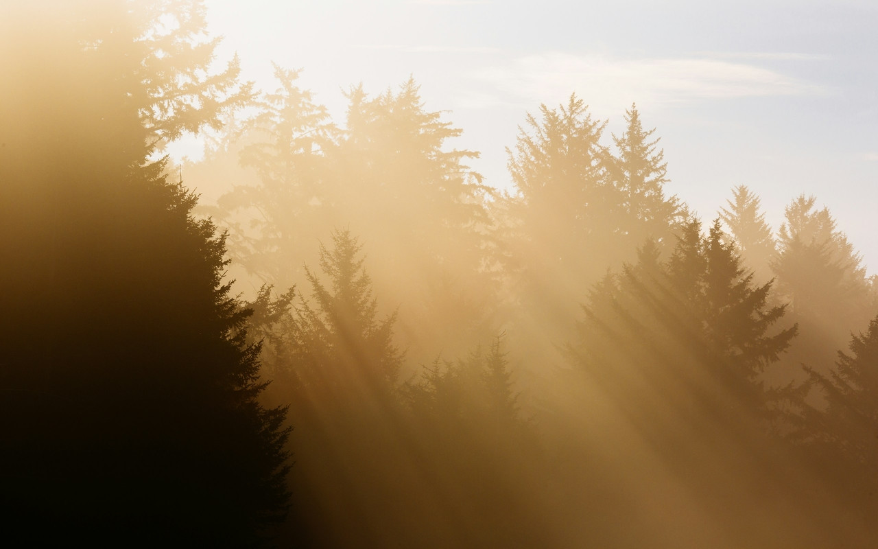 trees with sun rays, Standard