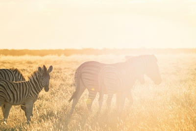 Zebras in a golden, sunlit grassy field, Standard